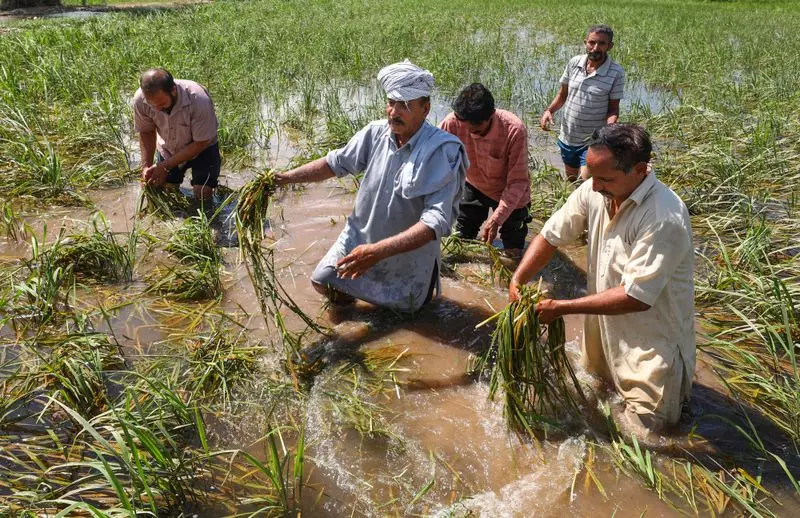 Haryana में 5 लाख से अधिक किसानों ने 29.46 लाख एकड़ फसल नुकसान की सूचना दी Haryana में 5 लाख से अधिक किसानों ने 29.46 लाख एकड़ फसल नुकसान की सूचना दी