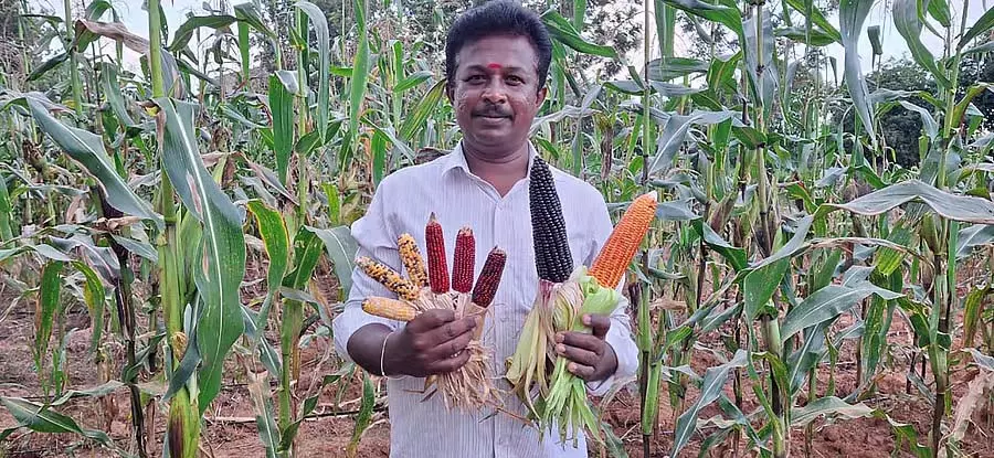 Chikkabalapur: किसान लाल, नीला, बैंगनी और काला मकई उगाया Chikkabalapur: किसान लाल, नीला, बैंगनी और काला मकई उगाया