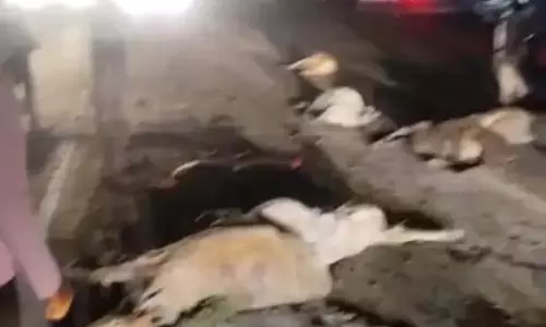 8 गायों की मौत, रतनपुर रोड में ट्रक ने रौंदा