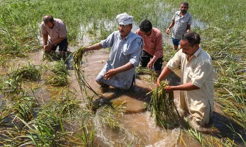 Haryana में 5 लाख से अधिक किसानों ने 29.46 लाख एकड़ फसल नुकसान की सूचना दी Haryana में 5 लाख से अधिक किसानों ने 29.46 लाख एकड़ फसल नुकसान की सूचना दी