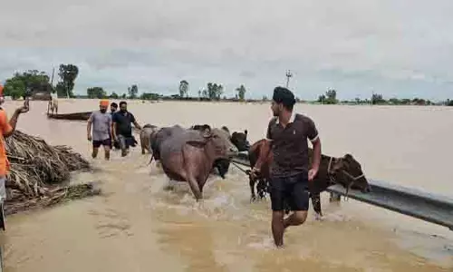 Punjab में बाढ़ से सैकड़ों मवेशी लापता, पाकिस्तान में बह जाने की आशंका Punjab में बाढ़ से सैकड़ों मवेशी लापता, पाकिस्तान में बह जाने की आशंका