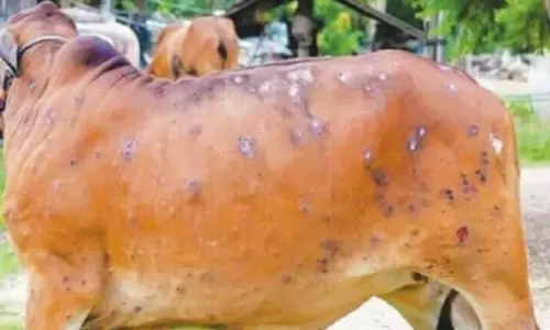 Lucknow: लम्पी रोग की चेतावनी, यूपी के जिलों में लॉकडाउन