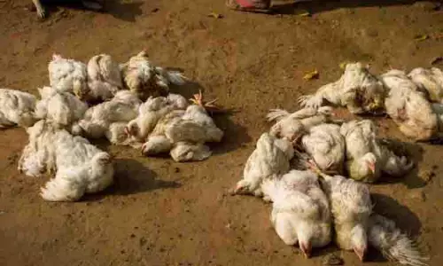 CHENNAI: तीन दिनों में करीब 2,000 मुर्गियां मरीं, पुझल केंद्रीय जेल में दहशत का माहौल