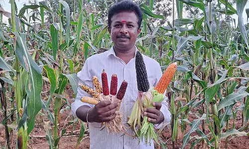 Chikkabalapur: किसान लाल, नीला, बैंगनी और काला मकई उगाया Chikkabalapur: किसान लाल, नीला, बैंगनी और काला मकई उगाया