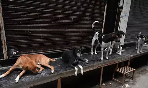 दिल्ली सरकार ने राजधानी में आवारा कुत्तों के प्रबंधन के लिए नियम जारी किए