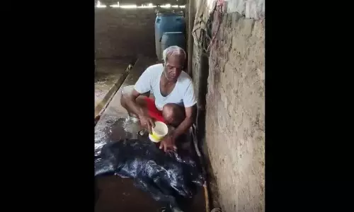 भैंस ने दुर्लभ दो मुंह और चार पैरों वाले नवजात भैंस को जन्म दिया, देखने को लगा लोगों का तांता