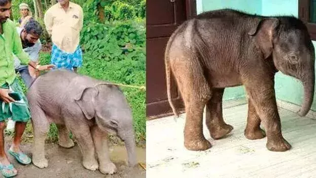Kerala: चेकाडी सरकारी स्कूल में घूमते हुए एक हाथी के बच्चे की मौत हो गई Kerala: चेकाडी सरकारी स्कूल में घूमते हुए एक हाथी के बच्चे की मौत हो गई