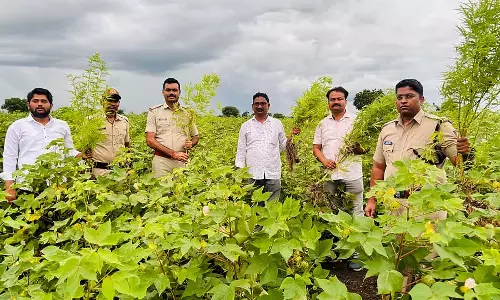 Bidar : ड्रोन का उपयोग करके मारिजुआना की फसल का पता लगाया गया
