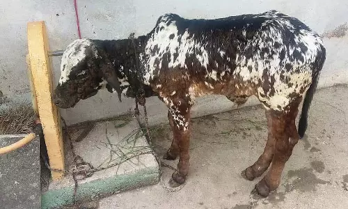 मवेशियों को प्रभावित करने वाली त्वचा की गांठ की बीमारी: दूध उत्पादन में गिरावट