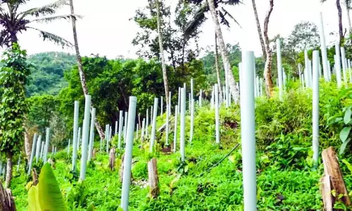 काली मिर्च की खेती का नया मॉडल; ये हैं काकीकुल्लू के किसान