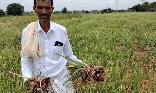 प्याज की बीमारी: किसान चिंतित में