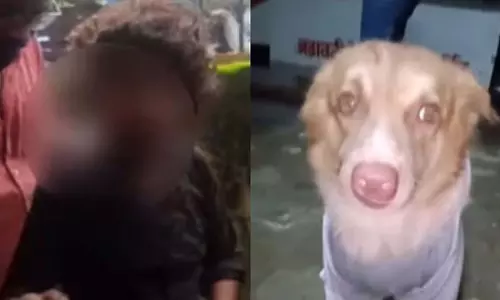 मीरा रोड में एक आवारा कुत्ते पर बेरहमी से हमला करने के आरोप में चार रेस्टोरेंट कर्मचारी गिरफ्तार