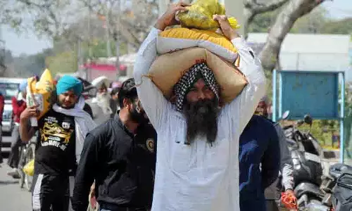 पंजाब का पुनर्निर्माण, PAU के कर्मचारी सब्सिडी वाले बीज उपलब्ध कराने में जुटे पंजाब का पुनर्निर्माण, PAU के कर्मचारी सब्सिडी वाले बीज उपलब्ध कराने में जुटे