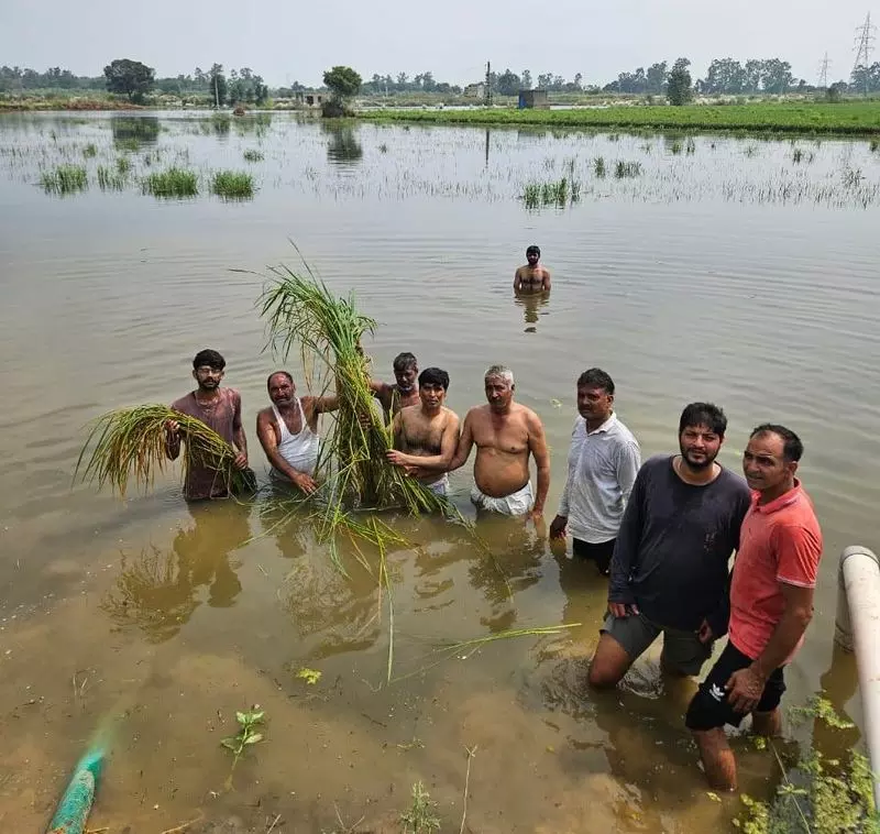 Haryana : सोनीपत के किसानों ने जलमग्न खेतों में विरोध प्रदर्शन किया Haryana : सोनीपत के किसानों ने जलमग्न खेतों में विरोध प्रदर्शन किया