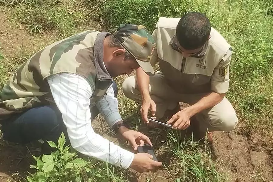 तेंदुए की पुष्टि: वन विभाग ने जाल बिछाया तेंदुए की पुष्टि: वन विभाग ने जाल बिछाया
