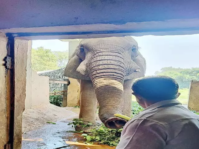 दिल्ली चिड़ियाघर के अफ्रीकी हाथी शंकर की मौत, जांच के आदेश दिए दिल्ली चिड़ियाघर के अफ्रीकी हाथी शंकर की मौत, जांच के आदेश दिए