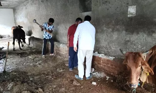 Yamunanagar, जगाधरी में डेयरियों पर नगर निगम क्यों कर रहा है कार्रवाई Yamunanagar, जगाधरी में डेयरियों पर नगर निगम क्यों कर रहा है कार्रवाई