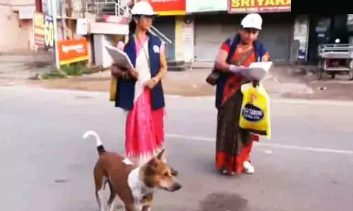 BMC ने 67 वार्डों में व्यापक आवारा कुत्तों की जनगणना शुरू की