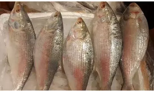 Durga Puja से पहले हिल्सा की महंगी खेप से विक्रेता चिंतित
