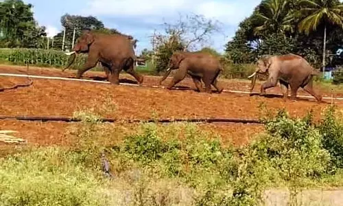 Karnataka : जंगली हाथियों को खदेड़ने के लिए अभियान Karnataka : जंगली हाथियों को खदेड़ने के लिए अभियान
