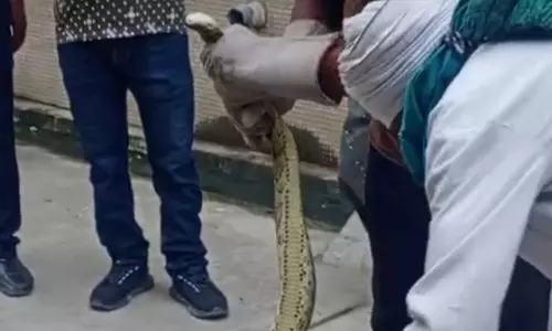 Bijnor: घर के बाहर कार में अजगर, रेस्क्यू सफल Bijnor: घर के बाहर कार में अजगर, रेस्क्यू सफल