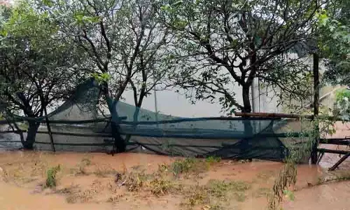 कीटों और बीमारियों में वृद्धि, Kangra के फल उत्पादक मानसून की समस्याओं से जूझ रहे कीटों और बीमारियों में वृद्धि, Kangra के फल उत्पादक मानसून की समस्याओं से जूझ रहे
