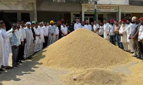 Kapurthala में 8.20 लाख मीट्रिक टन धान खरीदने का लक्ष्य