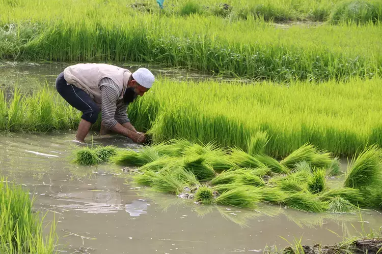 Kerala  में धान की फसल का भविष्य अनिश्चित मिलिंग विवादों के बीच खरीद में देरी