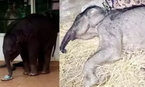 Kerala : चेकाडी स्कूल में अपने दांत दिखाने वाले एक शिशु हाथी की मौत