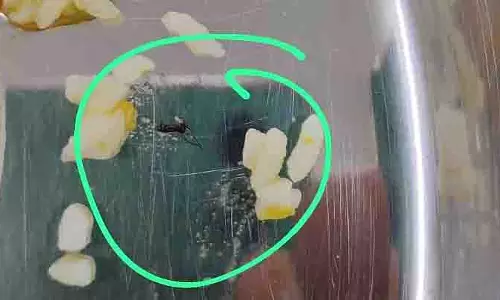 Pune: विश्वविद्यालय छात्रावास मेस में बार-बार कीड़े-मकोड़े मिलने से विवाद