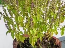 Sarva Pitru Amavasya 2025: सर्वपितृ अमावस्या पर करें इन पवित्र वृक्षों की पूजा,मिलेगा पितरों का आशीर्वाद Sarva Pitru Amavasya 2025: सर्वपितृ अमावस्या पर करें इन पवित्र वृक्षों की पूजा,मिलेगा पितरों का आशीर्वाद