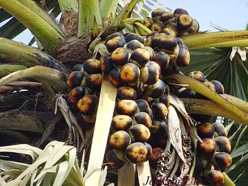 तमिलनाडु सरकार ने ताड़ के पेड़ों की कटाई रोकने के लिए निगरानी समूहों को आदेश दिया तमिलनाडु सरकार ने ताड़ के पेड़ों की कटाई रोकने के लिए निगरानी समूहों को आदेश दिया