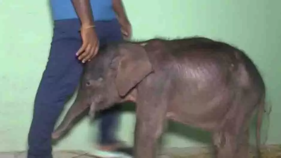Odisha: मां ने ठुकराया, हाथी शावक ने बनाया इंसानों से रिश्ता Odisha: मां ने ठुकराया, हाथी शावक ने बनाया इंसानों से रिश्ता