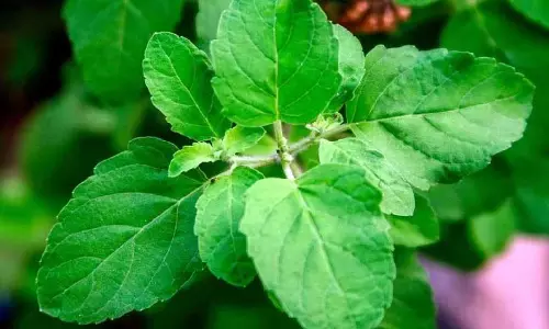 Tulsi: सैकड़ों बीमारियों का इलाज, जानें इसके अद्भुत चमत्कारी फायदे