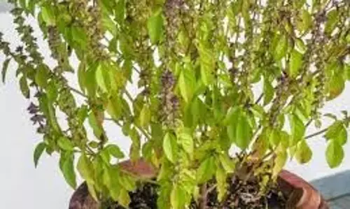 Sarva Pitru Amavasya 2025: सर्वपितृ अमावस्या पर करें इन पवित्र वृक्षों की पूजा,मिलेगा पितरों का आशीर्वाद
