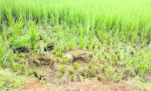 Bangarpet : हाथियों के हमले से फसलें नष्ट Bangarpet : हाथियों के हमले से फसलें नष्ट