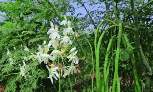 साधारण नहीं, बेहद चमत्कारी सहजन का पेड़, हर हिस्से में छिपा सेहत का खजाना