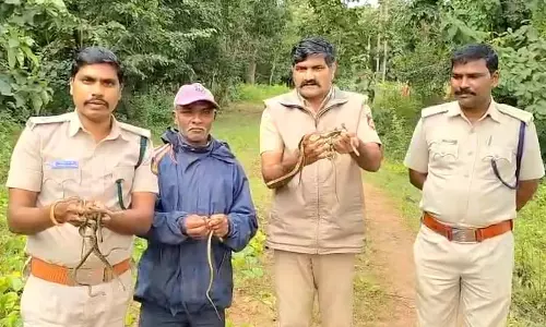 Mundagoda : वन कर्मचारियों ने भोजन की तलाश में 67 बच्चे सांपों को छोड़ दिया Mundagoda : वन कर्मचारियों ने भोजन की तलाश में 67 बच्चे सांपों को छोड़ दिया