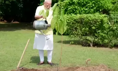 PM मोदी ने अपने जन्मदिन पर राजा चार्ल्स द्वारा उपहार में दिया गया कदंब का पौधा लगाया PM मोदी ने अपने जन्मदिन पर राजा चार्ल्स द्वारा उपहार में दिया गया कदंब का पौधा लगाया