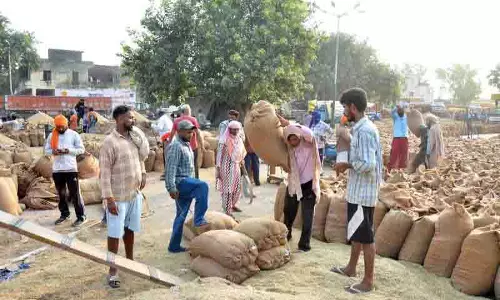 Jalandhar: धीमी शुरुआत के बाद मंडियों में 442 मीट्रिक टन धान की आवक