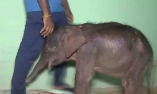 Odisha: मां ने ठुकराया, हाथी शावक ने बनाया इंसानों से रिश्ता