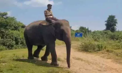 Odisha: हाथियों की सुरक्षा के लिए रेलवे का कुमकी अभियान