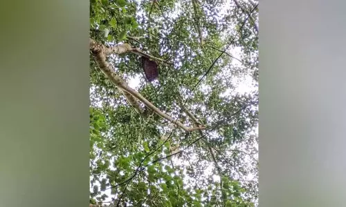 Kerala : स्कूल रोड पर मधुमक्खियों का छत्ता छात्रों के लिए खतरा