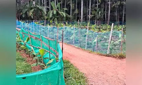 सूअरों का खतरा; केले के किसानों ने खेत छोड़े सूअरों का खतरा; केले के किसानों ने खेत छोड़े
