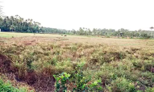 Kerala : अधिकारियों की लापरवाही से धान के खेत बंजर हो गए