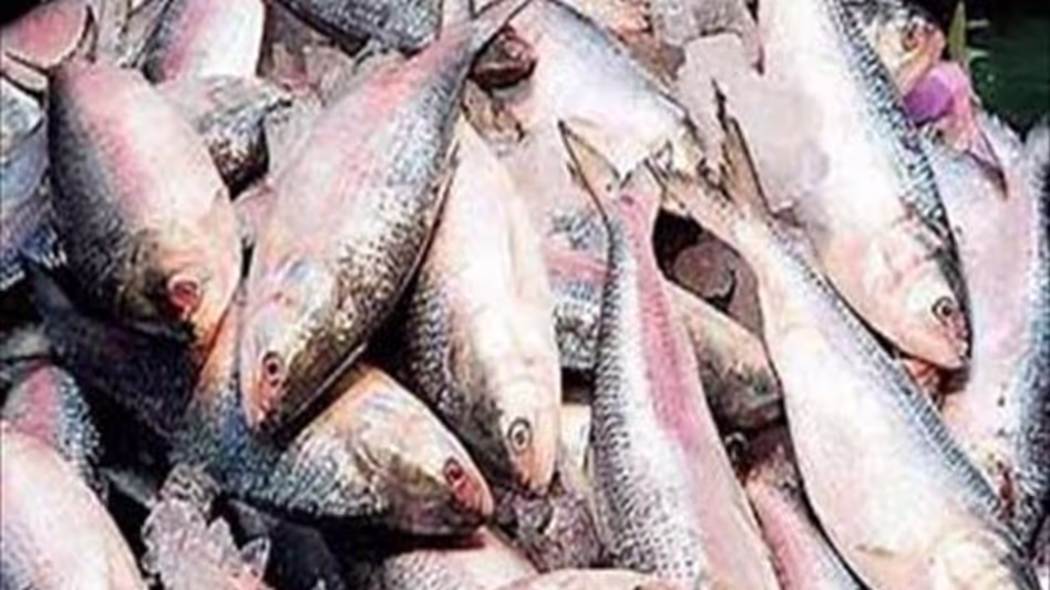 बांग्लादेशी हिल्सा मछली Tripura पहुंची 2,000 किलोग्राम की खेप से दुर्गा पूजा का उत्साह बढ़ा बांग्लादेशी हिल्सा मछली Tripura पहुंची 2,000 किलोग्राम की खेप से दुर्गा पूजा का उत्साह बढ़ा