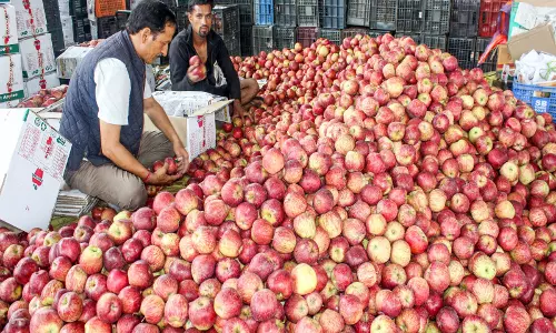 Himachal में सेब सीजन में अधिक आवक, रिकॉर्ड खरीद हुई