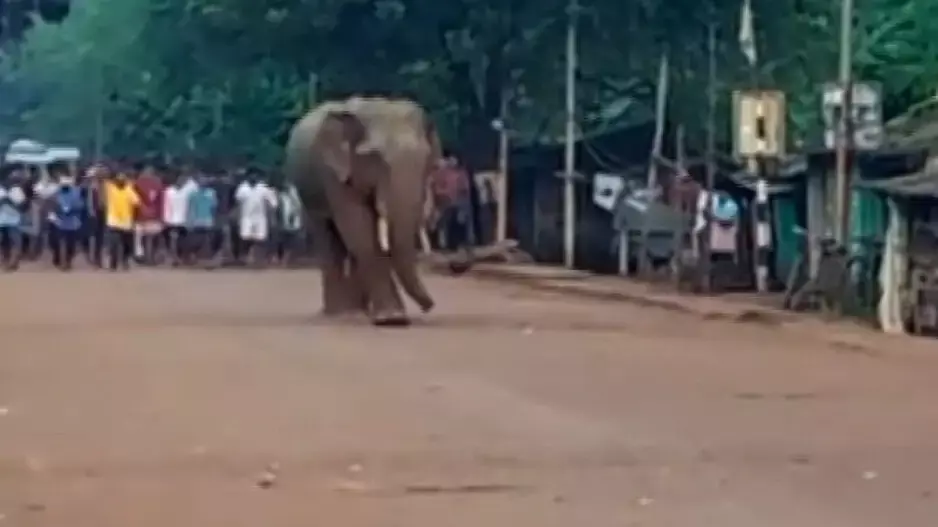 क्योंझर कस्बे में Elephant के उत्पात से दहशत, वापस जंगल की ओर खदेड़ा गया क्योंझर कस्बे में Elephant के उत्पात से दहशत, वापस जंगल की ओर खदेड़ा गया