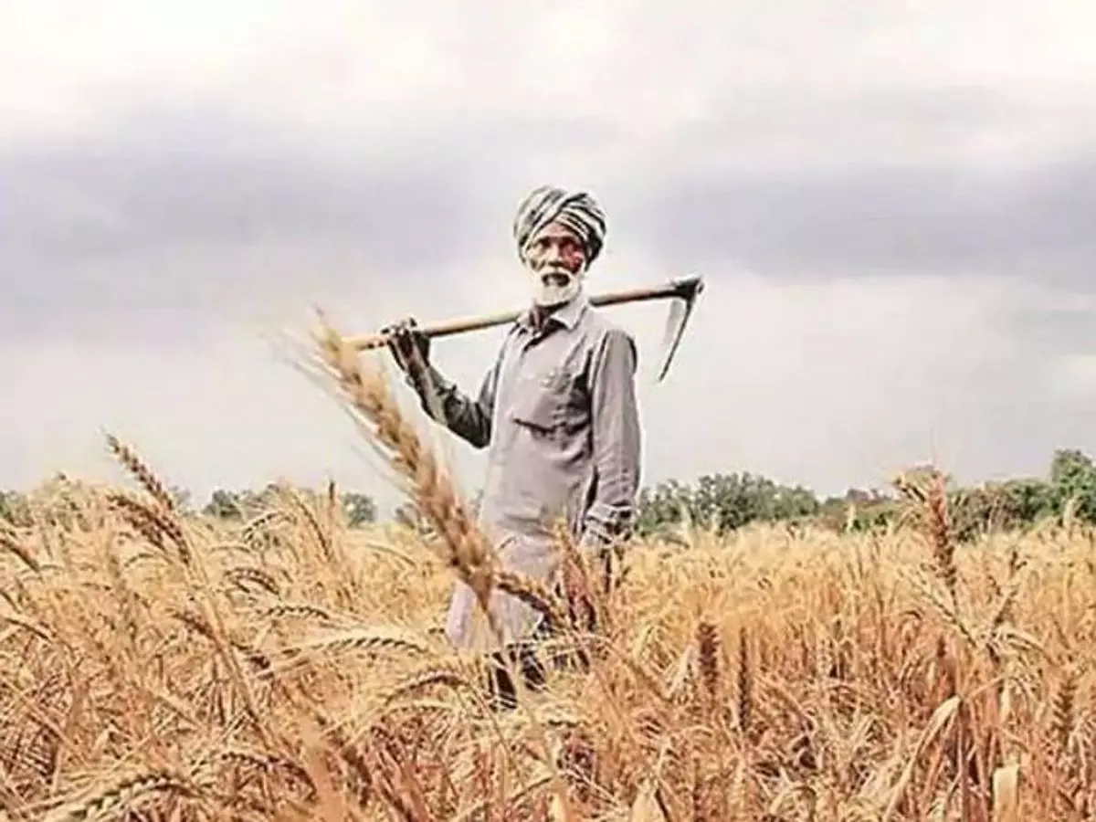 Rajpura: किसानों को मिली राहत, फसल खरीद संपन्न Rajpura: किसानों को मिली राहत, फसल खरीद संपन्न