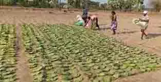 Bolangir: केंदू पत्तों की अवैध तस्करी का भंडाफोड़ Bolangir: केंदू पत्तों की अवैध तस्करी का भंडाफोड़